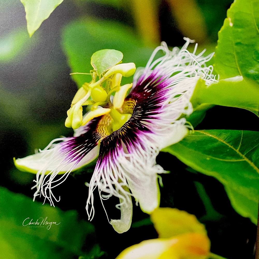 A selection from my personal photography. Purple Passion Flower